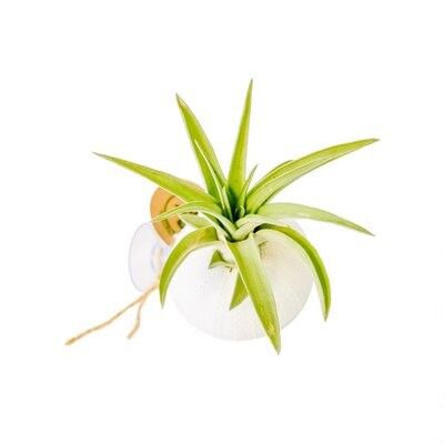 Kaufen Sie Tillandsia airplant stand mit zuignap wit zu Großhandelspreisen