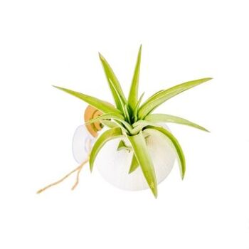 Tillandsia airplant staand a rencontré zuignap wit 1