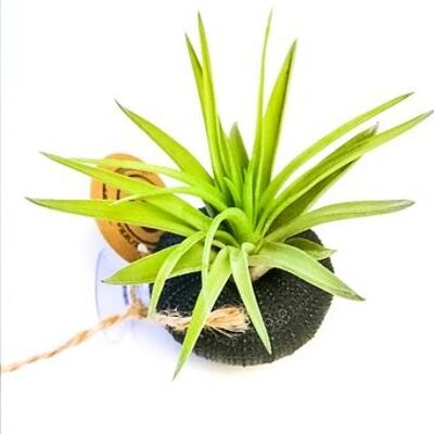 Tillandsia airplant staand met zuignap zwart