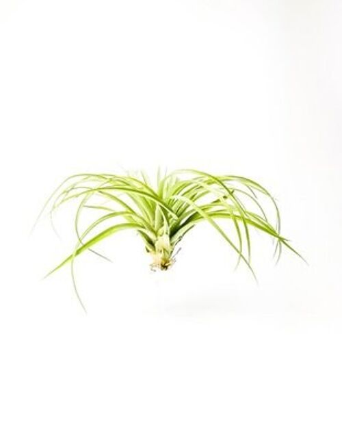 Tillandsia XL op transparante houder