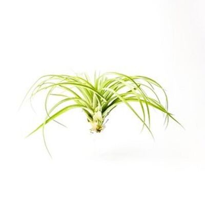 Tillandsia XL op transparante houder