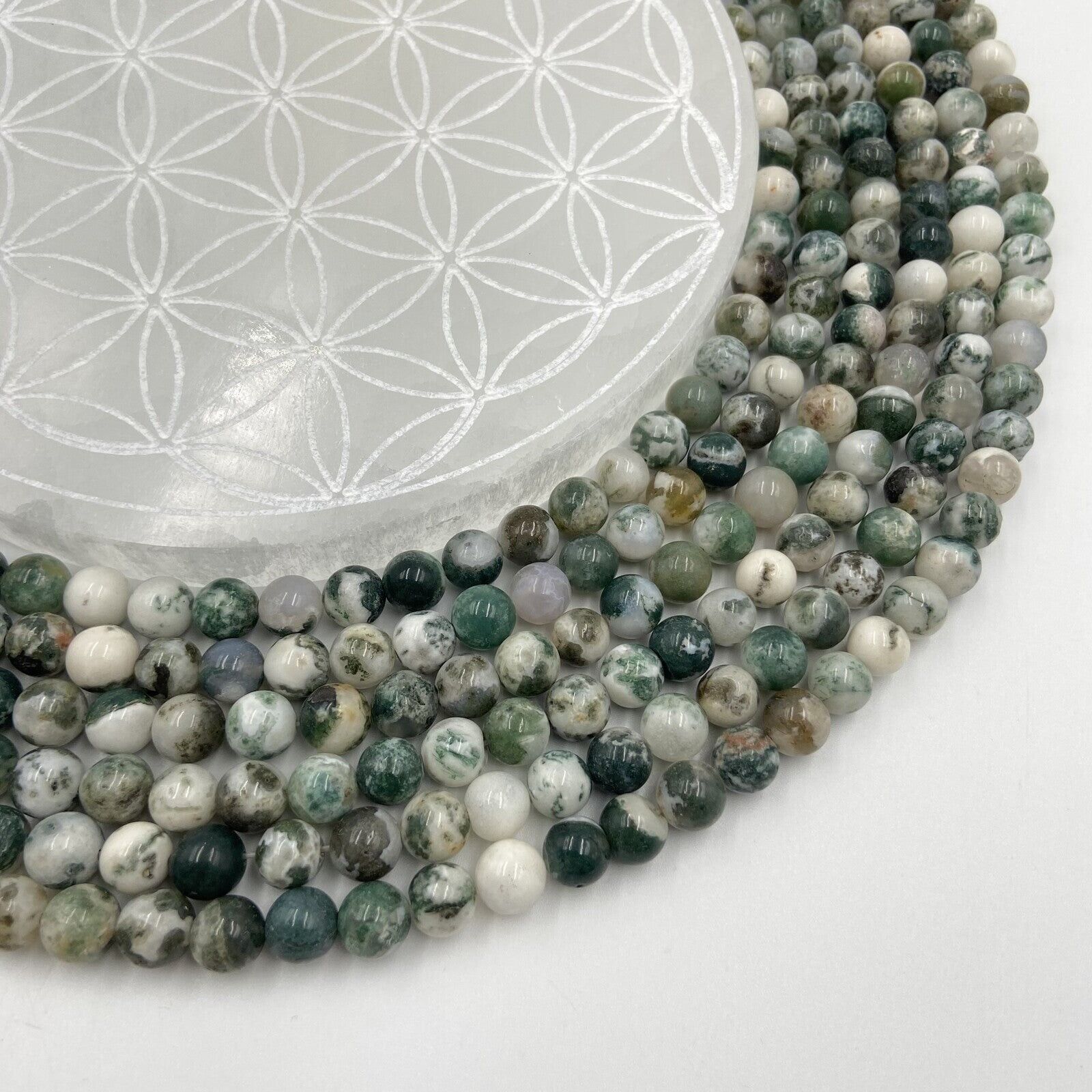 Rang - Baumachat (8 mm)