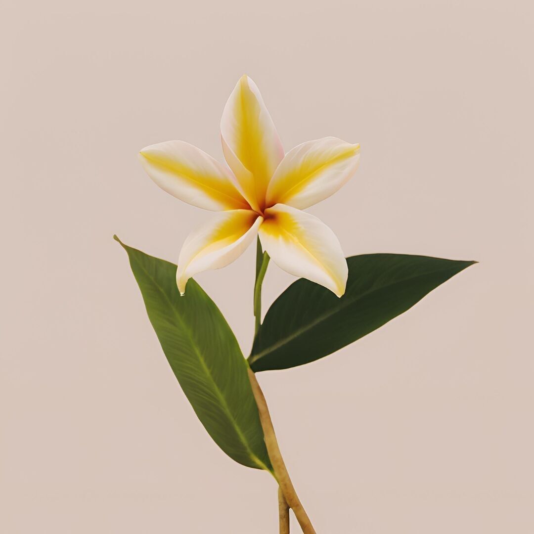 Scented fondant - Tiare flower