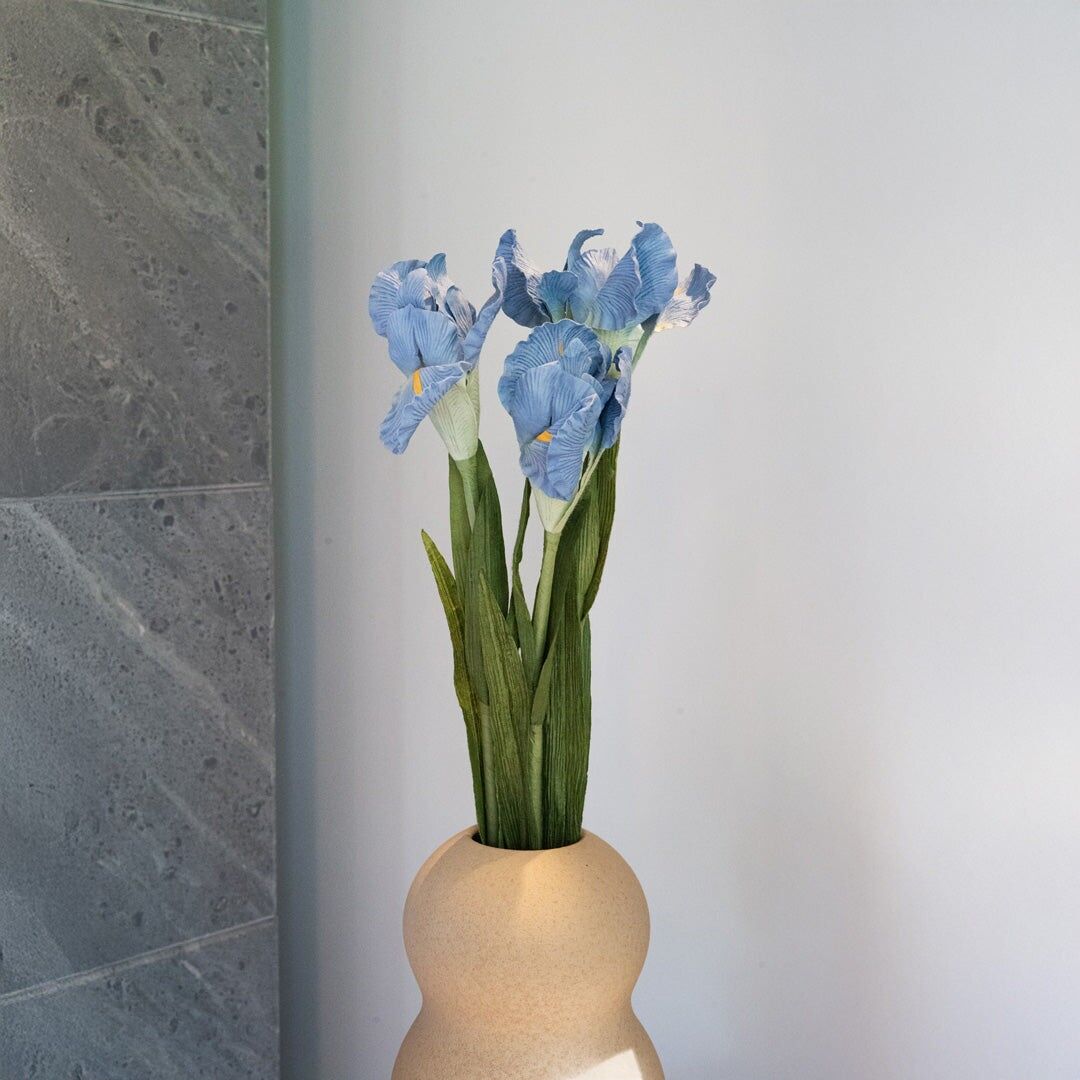 Iris in blue paper
