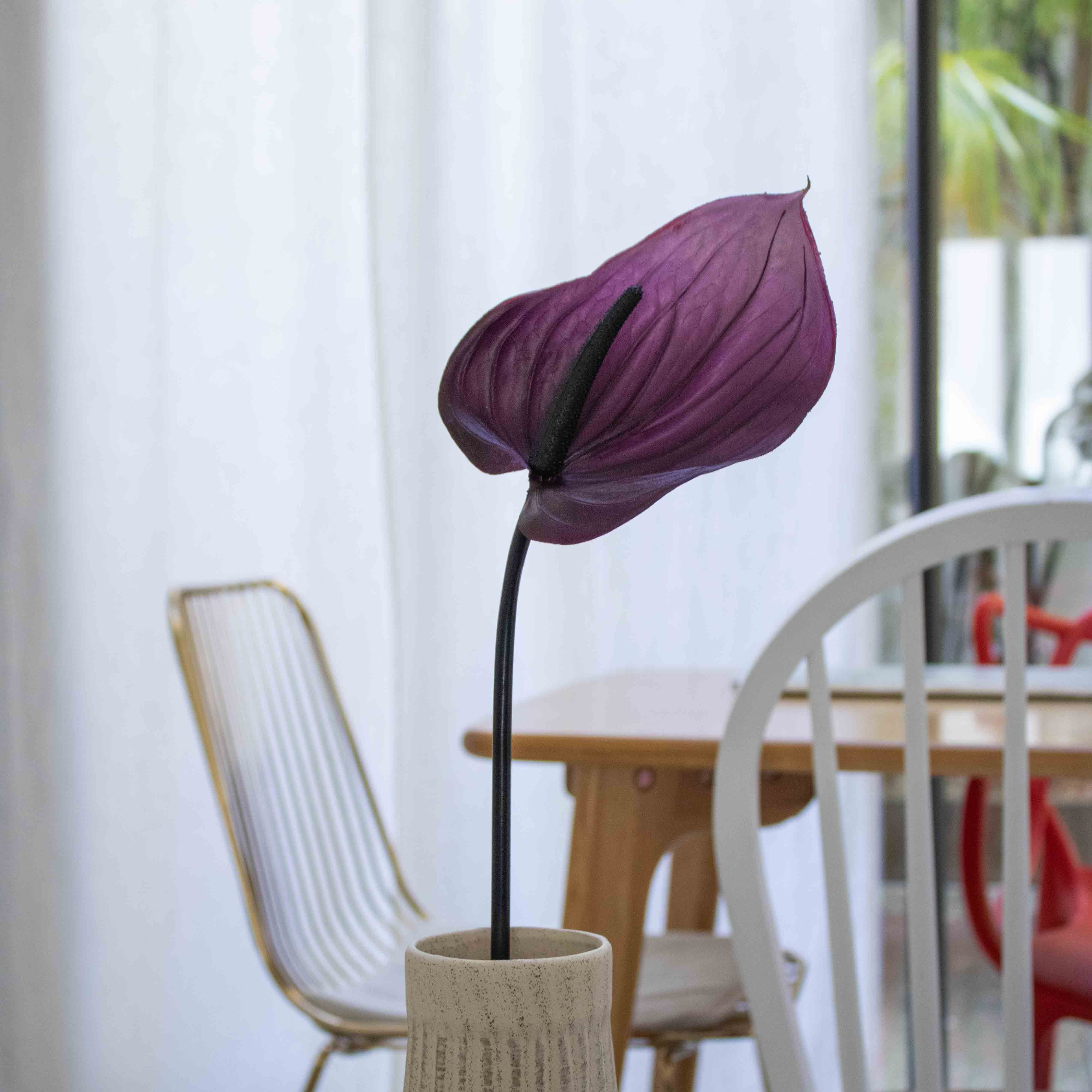 Anthurium viola