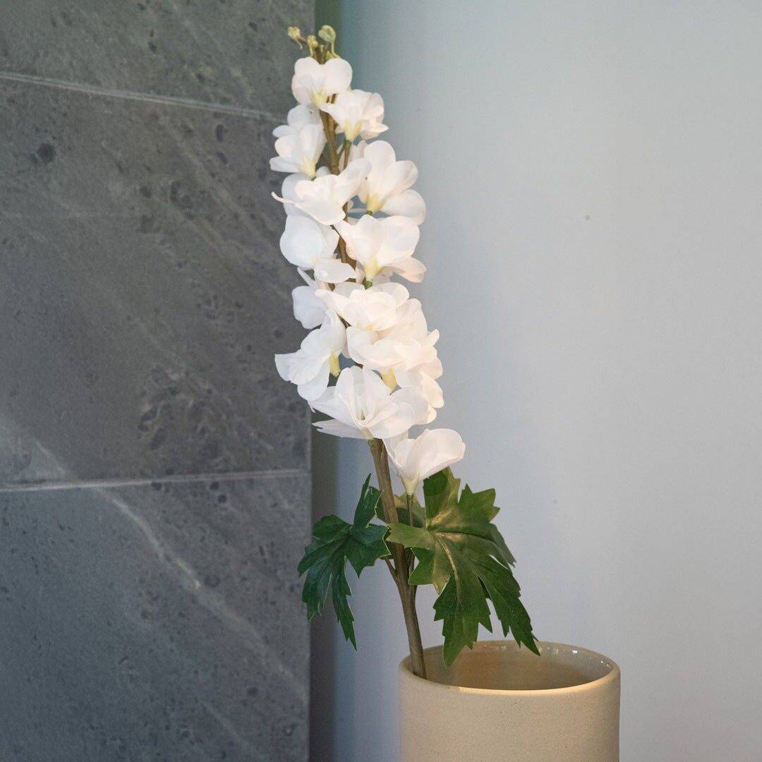 delphinium bianco