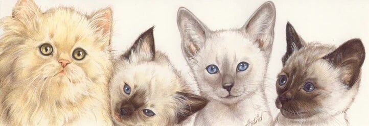 Cartes étroites - Collage de chats 2 - par lot de 5