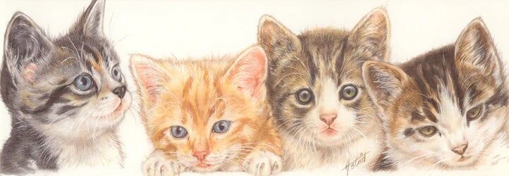 Cartes étroites - Collage de chats 1 - par lot de 5