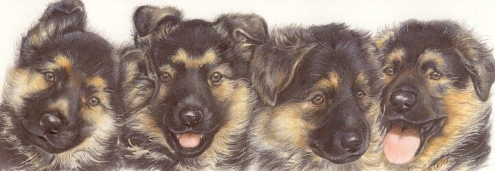 Schmale Sammelkarten – Deutscher Schäferhund – 5er-Pack