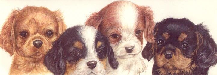Cartes étroites - Cavaliers King Charles Spaniels - paquet de 5