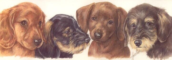 Cartes étroites - Teckels par 5 pièces