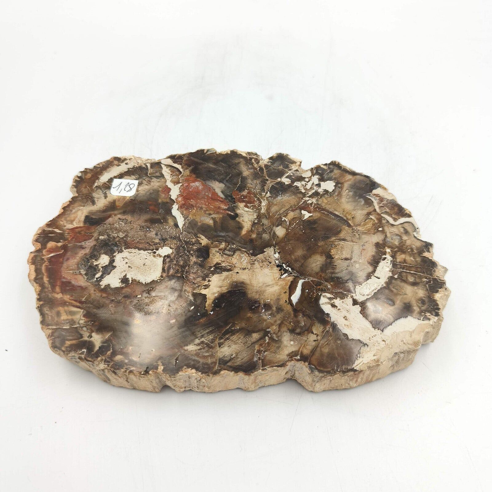 Fossilisierte Holzscheibe – 1,28 kg Packung