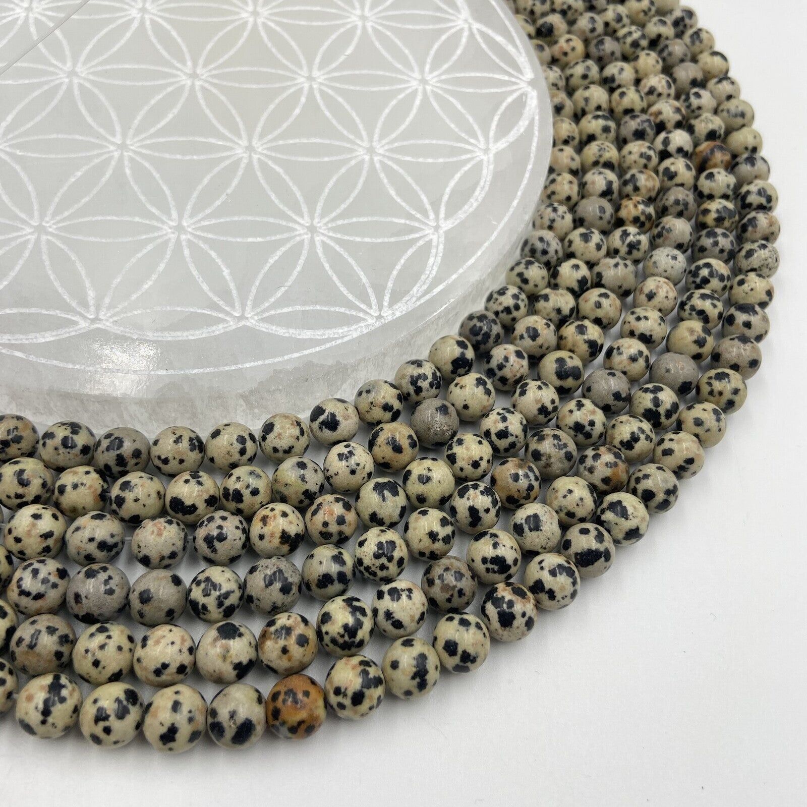 Rank - Dalmatinerjaspis (8 mm)