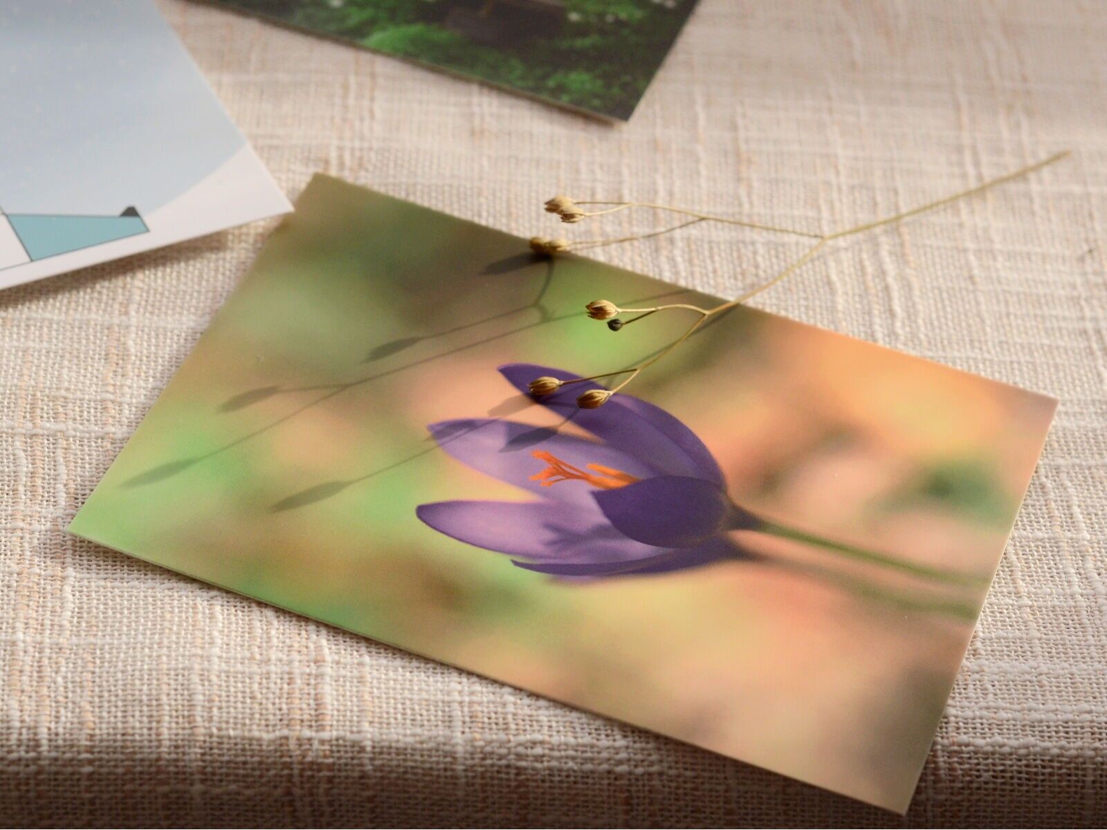 Decorative & durable postcard: Crocus flower (envelope included)