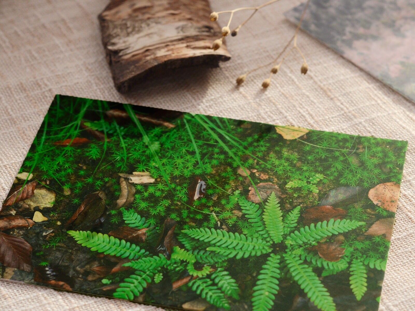 Nature postcard: Small forest garden (envelope included)