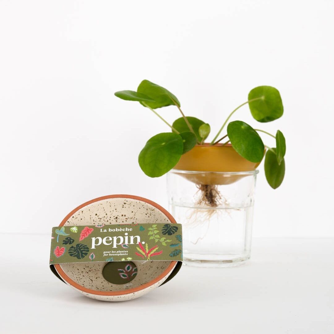 Plantas Bobèche 🌱 - Grano blanco