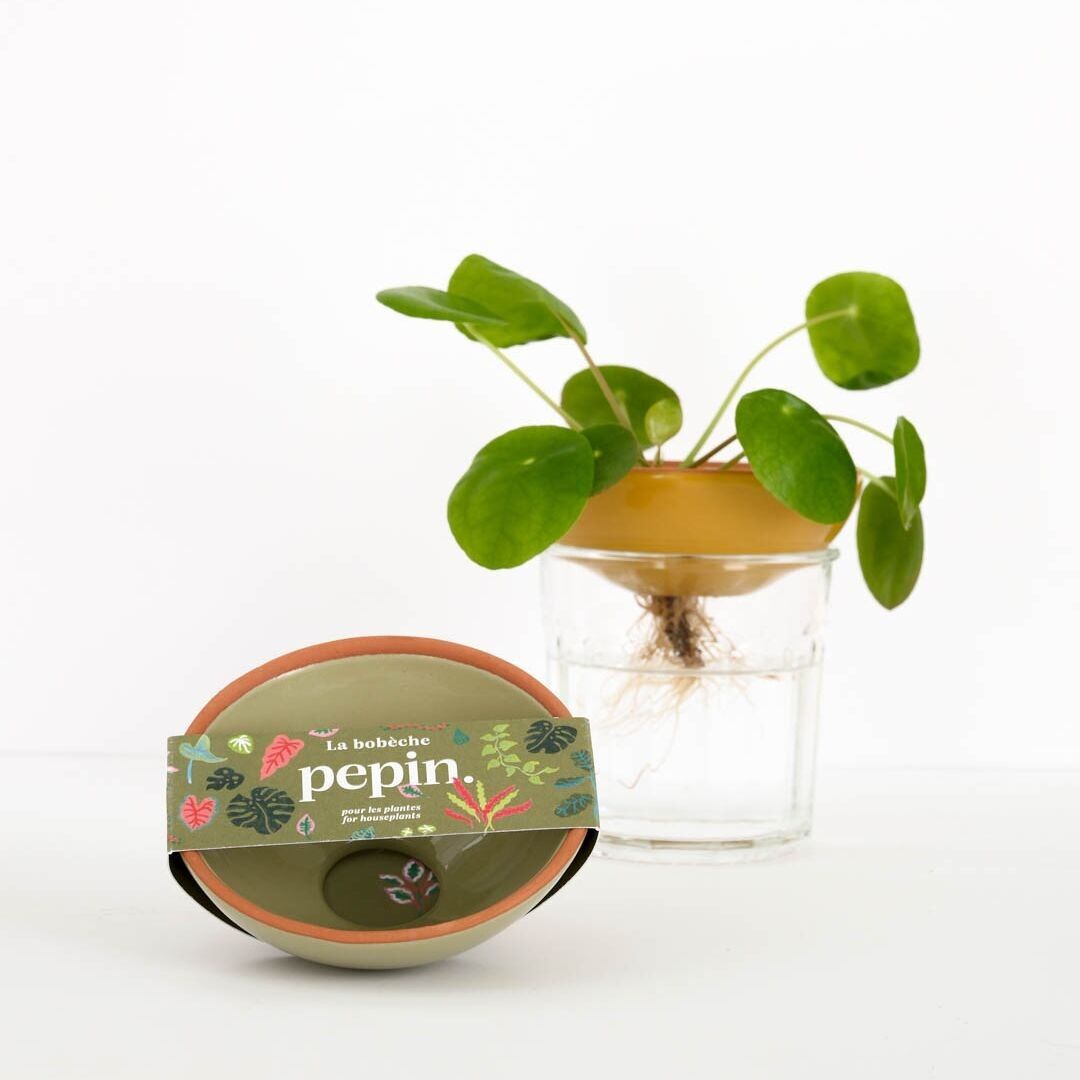 Plantas Bobèche 🌱 - Verde salvia