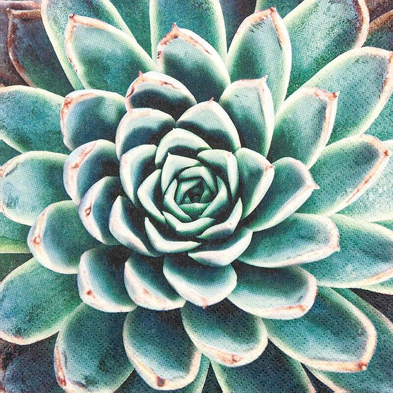 Succulent
