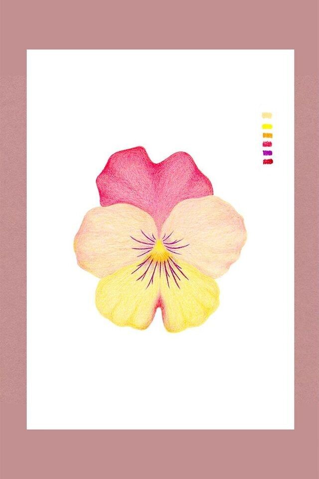 Ilustración flor de pensamiento au crayones de color
