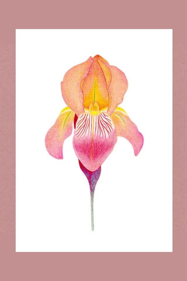 Illustrazione fiore d'Iris au pastelli a colori