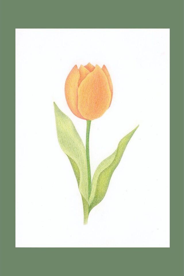 Illustrazione fleur de Tulipe arancione
