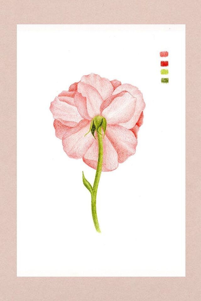 Illustrazione fiore di rosa con pastelli a cera di colore