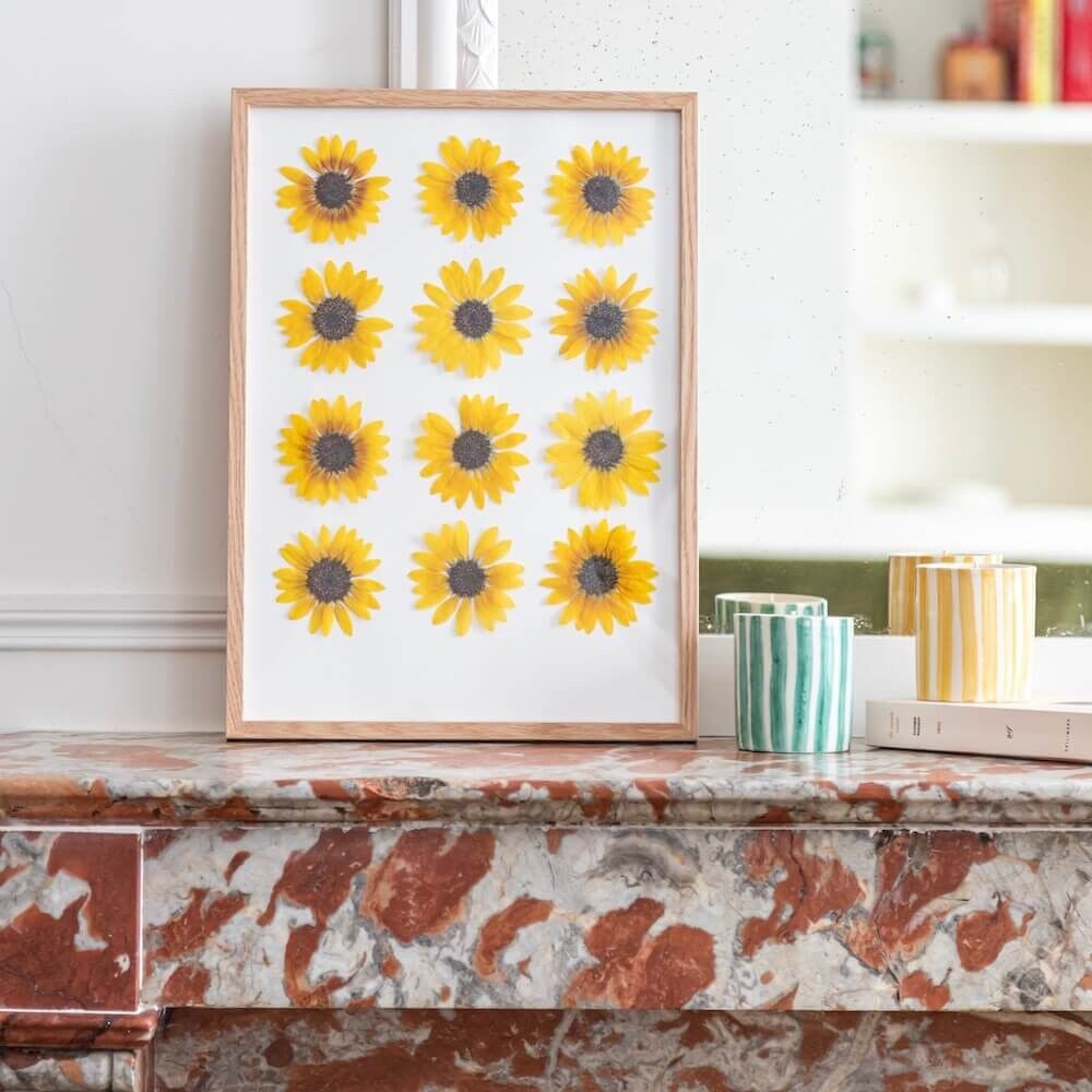 Erbario del girasole A3