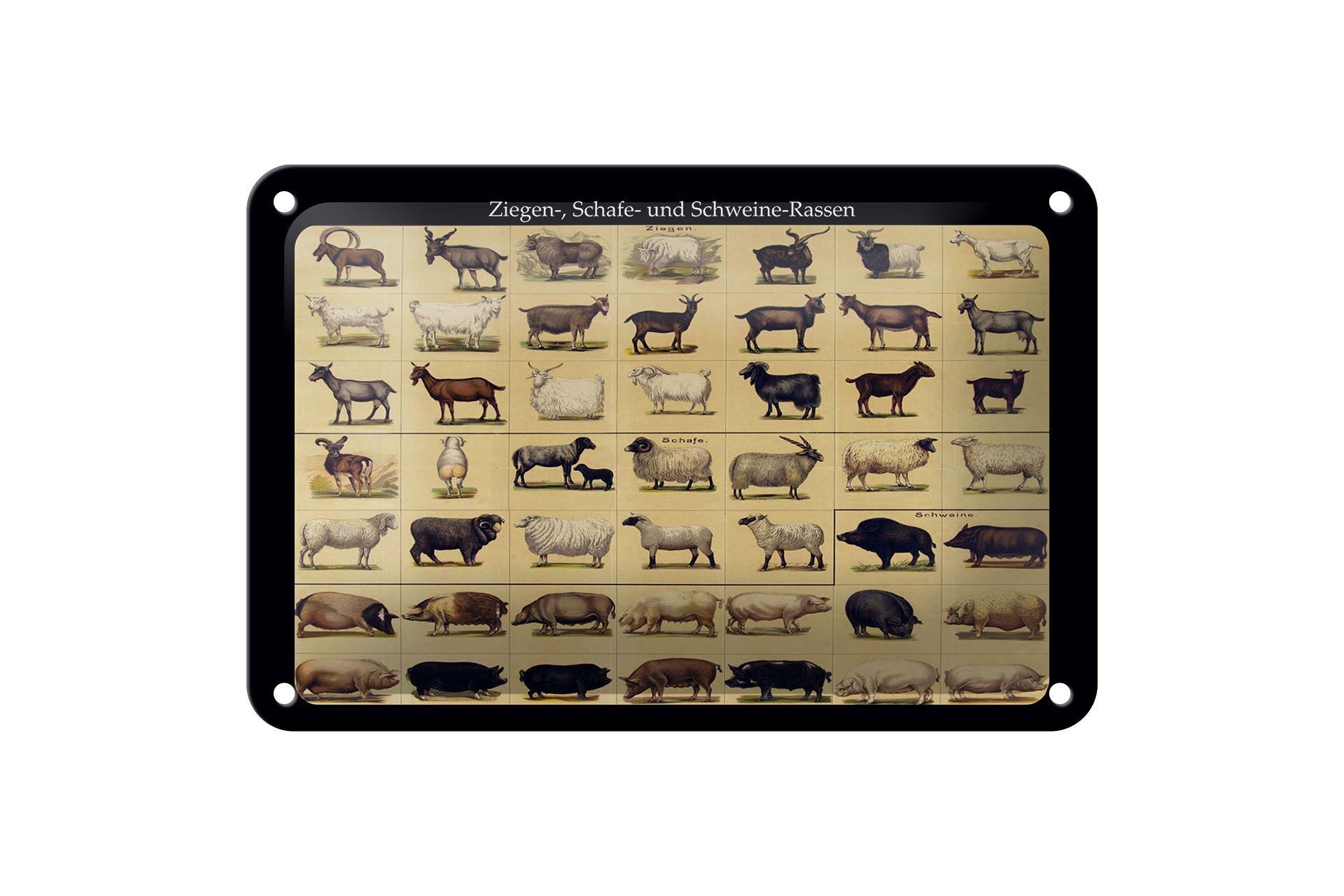 Blechschild Tiere 12x18 cm Ziegen Schafe und Schweinerassen Deko Schild
