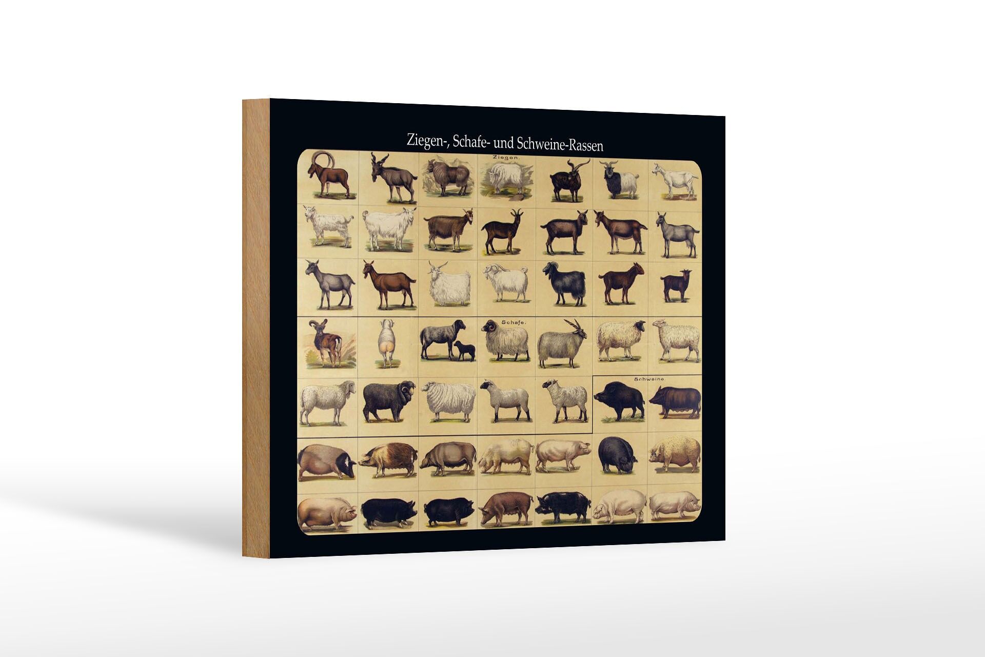 Holzschild Tiere 12x18 cm Ziegen Schafe und Schweinerassen Deko Schild