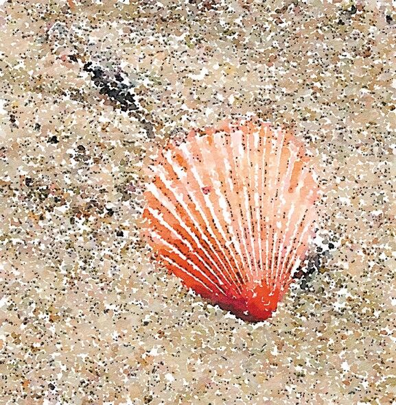 Mini card conchiglia da 10 cm