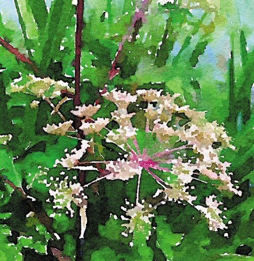 Cow parsley on green 10cm mini card