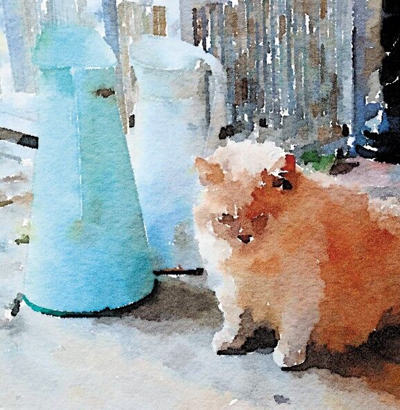 Gatto con brocche mini card 10cm