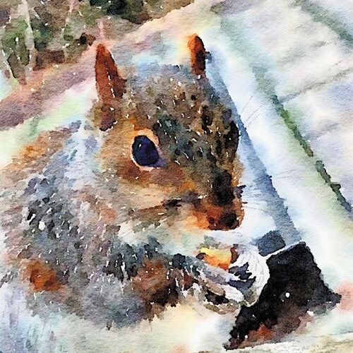 Squirrel 10cm mini card