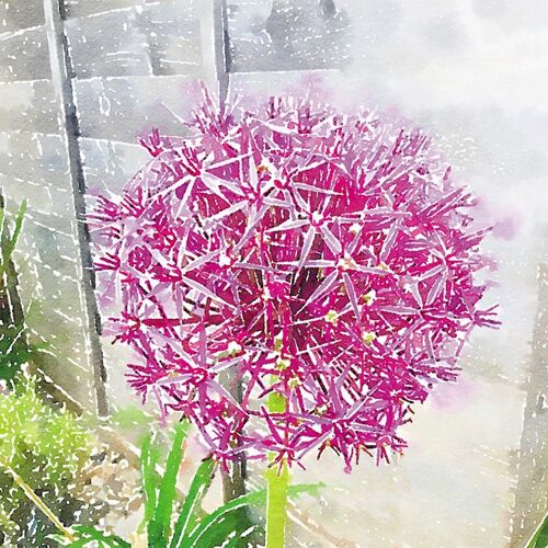 Allium head 10cm mini card