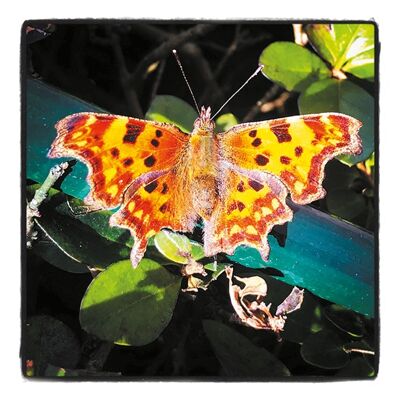 Schmetterling 10cm Minikarte 2