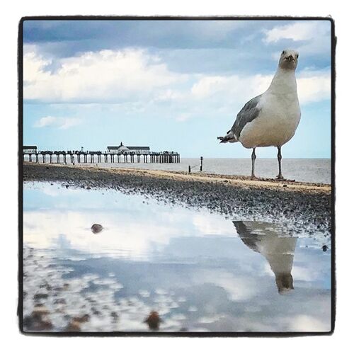 Gull and puddle 10cm mini card