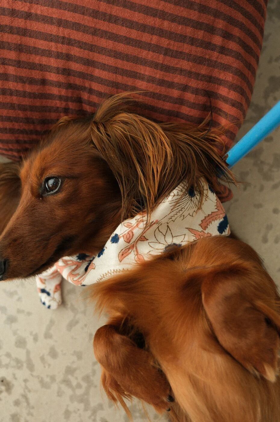 Bandana grande per cani PRUSSIANA