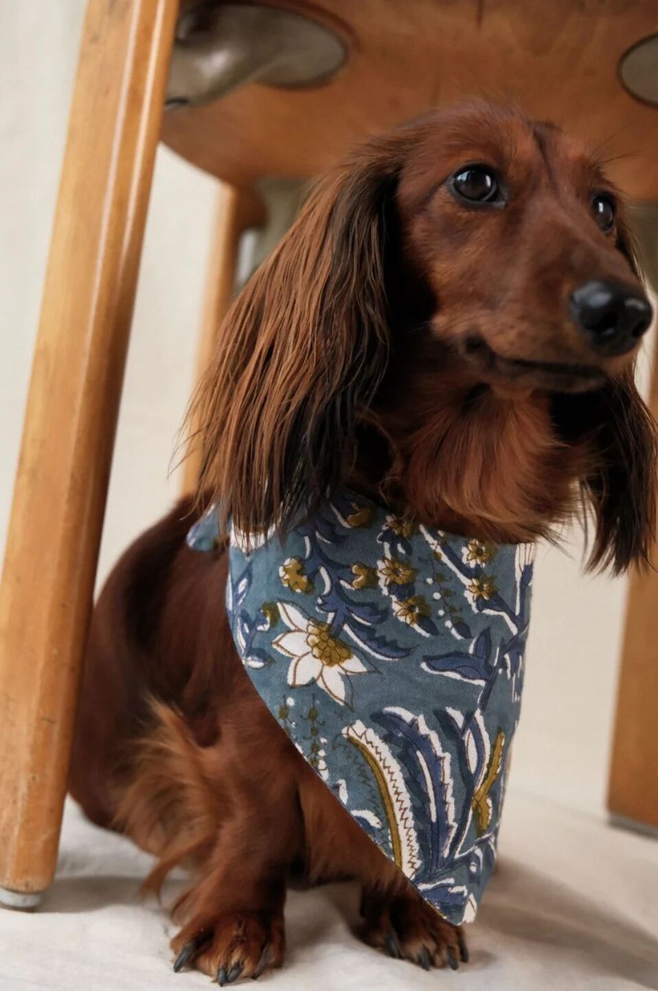 Bandana per cani di taglia grande Celadon