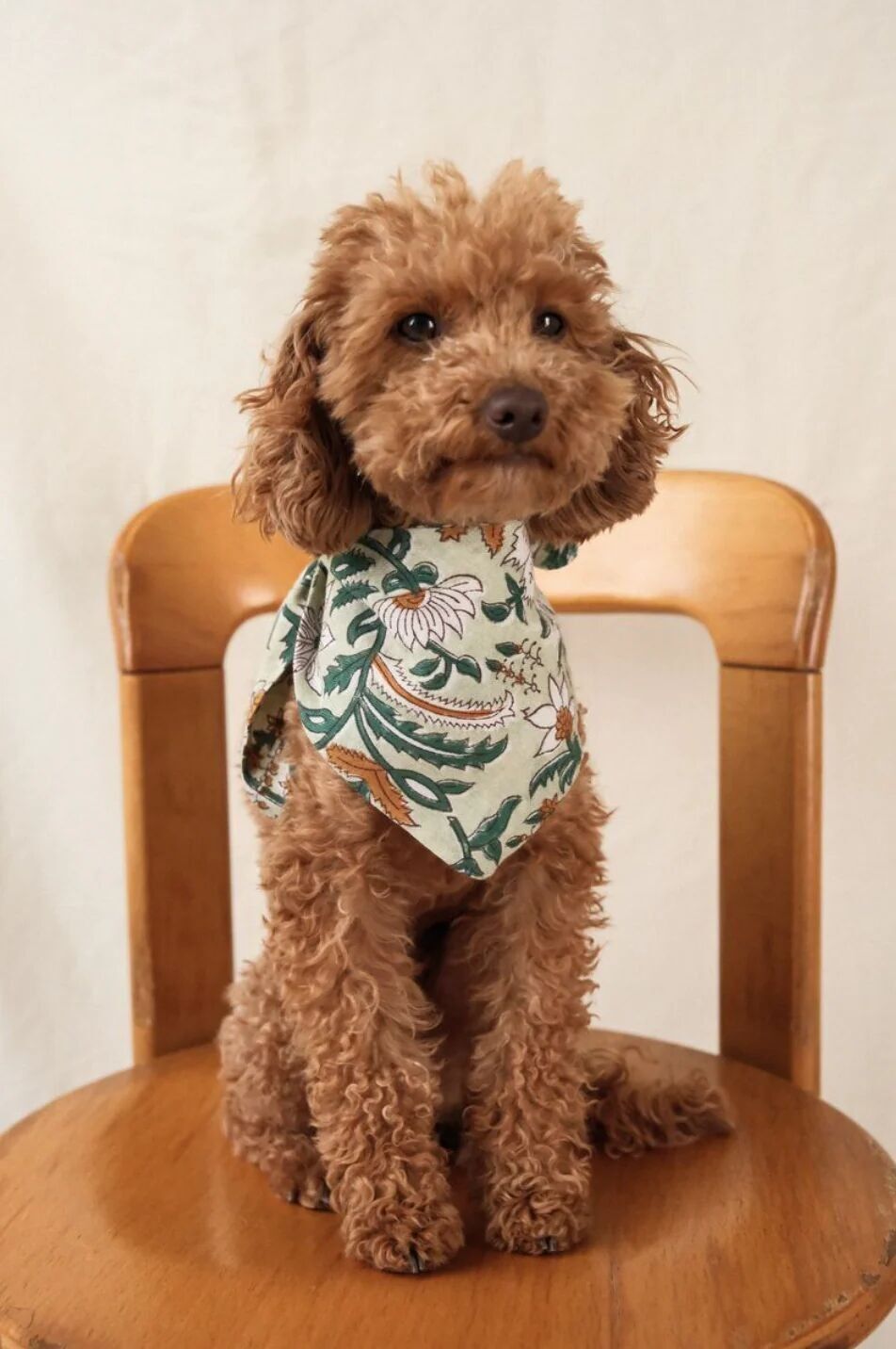 Small dog bandana THILLEUIL