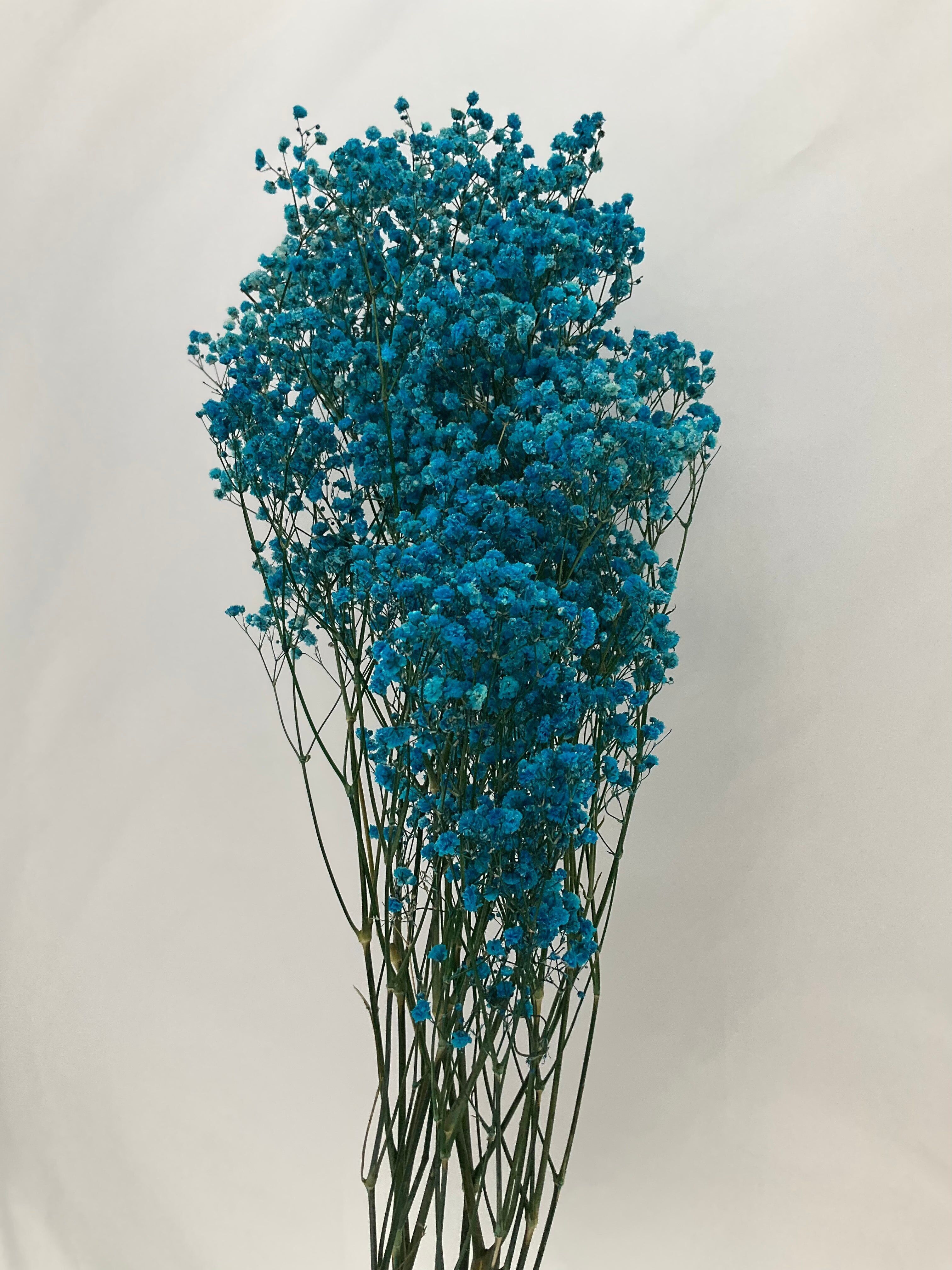 paniculata préservée