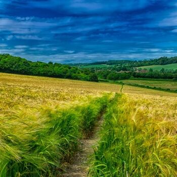 Le Buckinghamshire : Bougie à 3 mèches 2