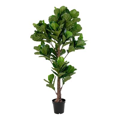 Geigenblattbaum-Grün