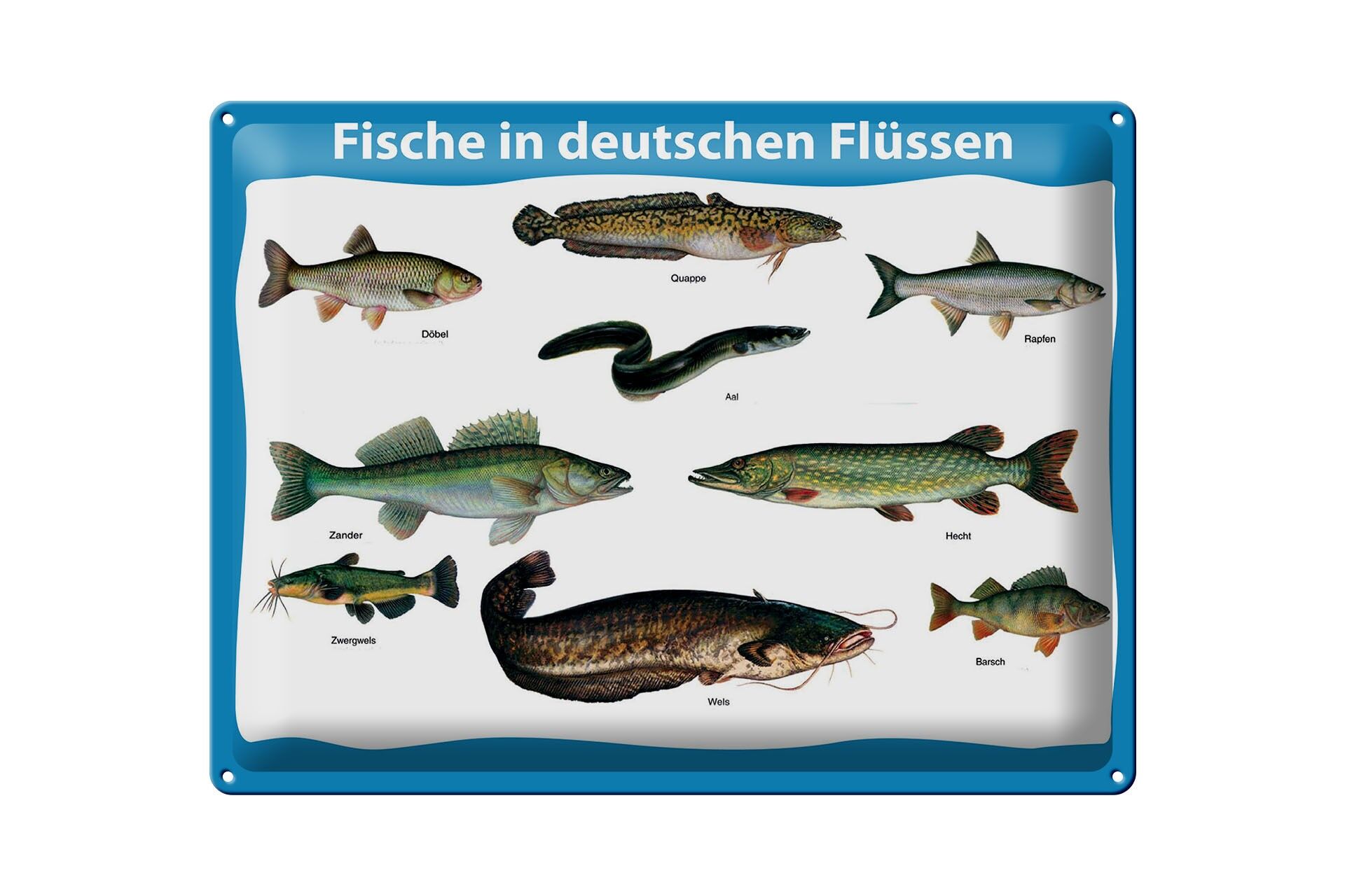 Metal sign Animals 30x40 cm Fish in German rivers various fish species