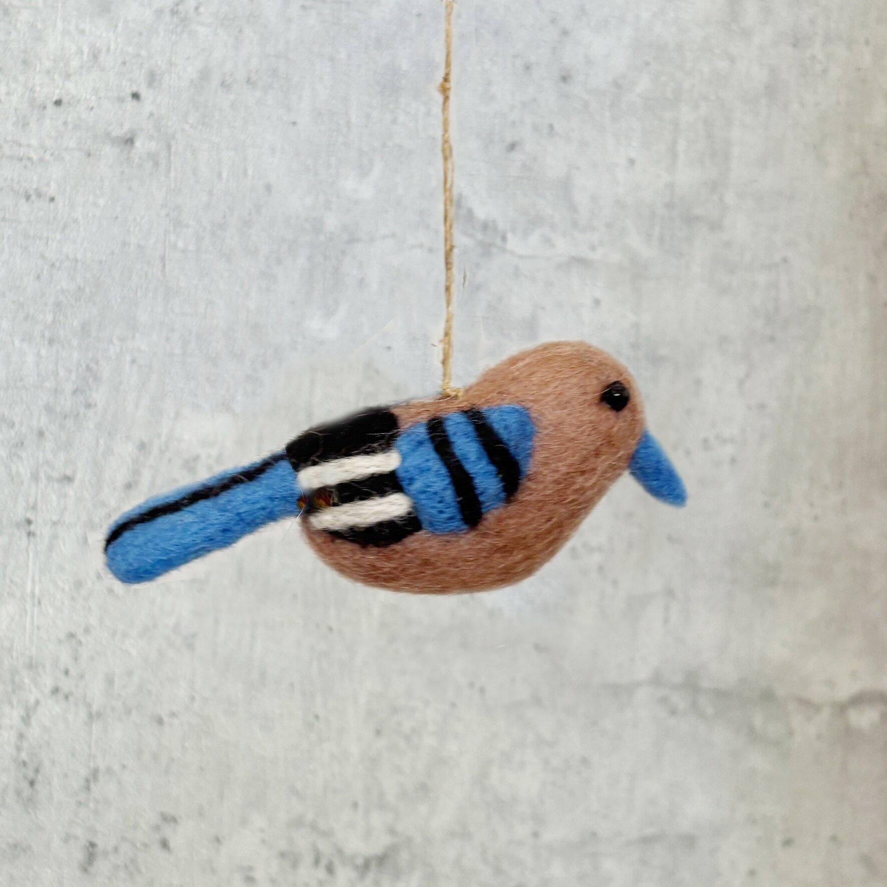 Oiseau Vlaamse Gaai (5C-BIR-VLA)