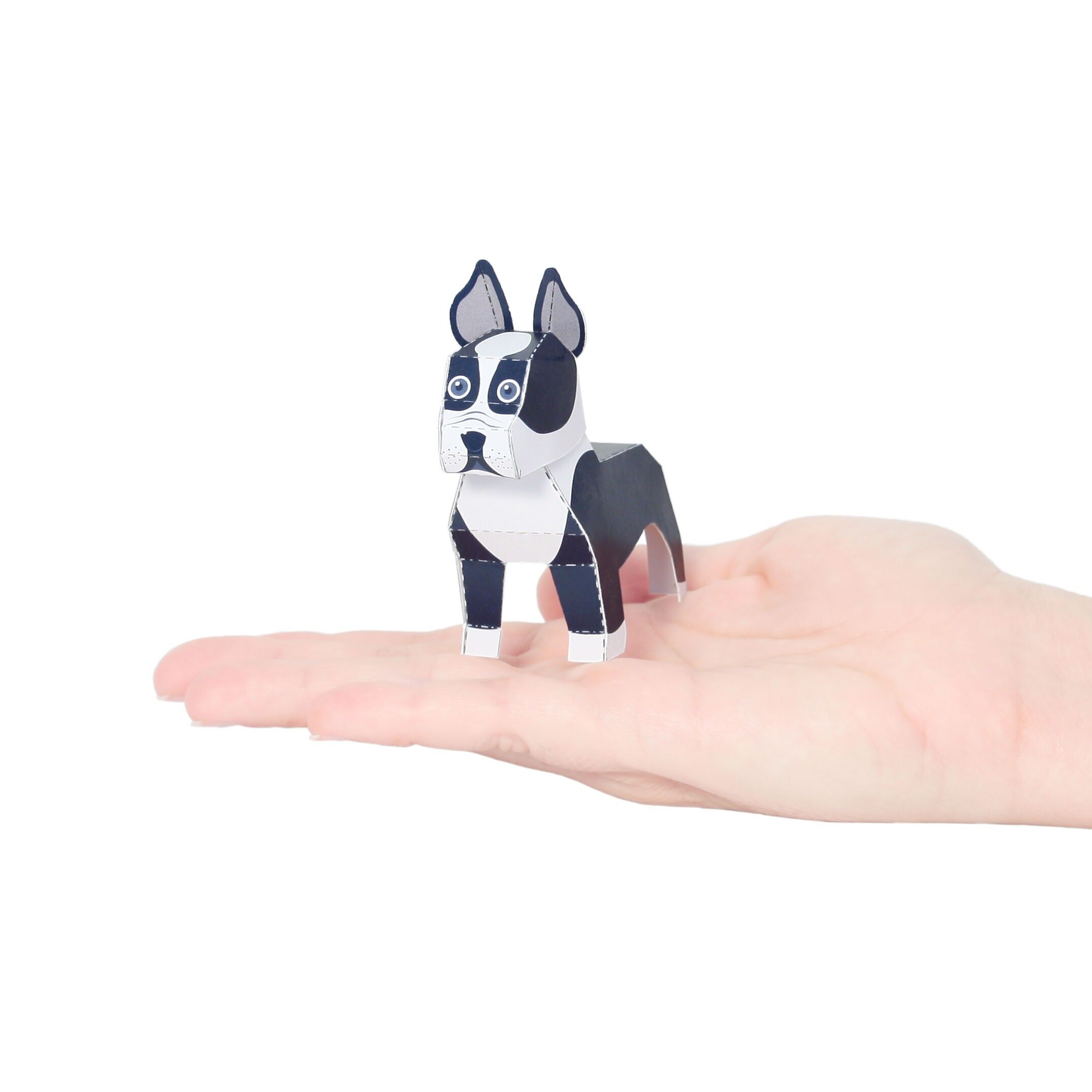 Postal de Boston Terrier