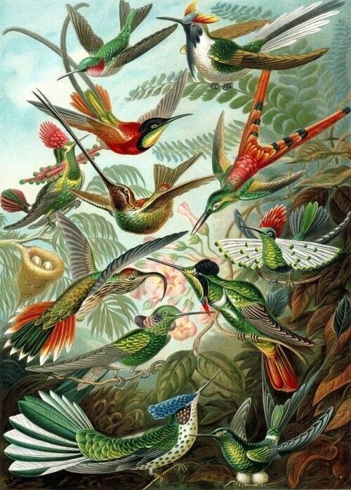 ESTAhome wall mural birds-158954
