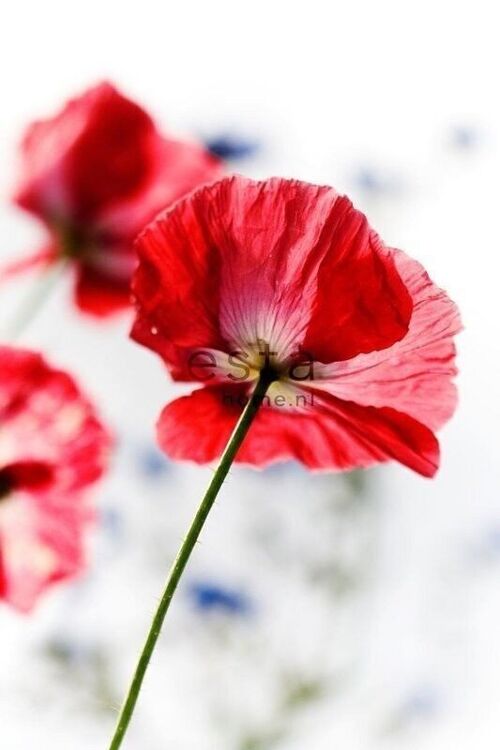 ESTAhome wall mural red poppies-158003