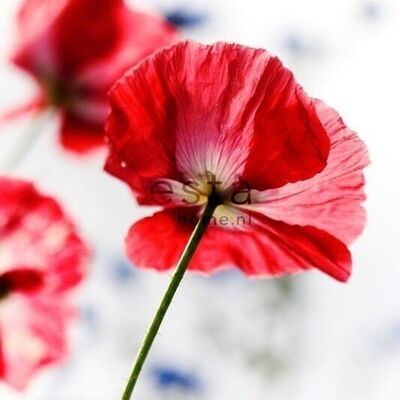 ESTAhome wall mural red poppies-158003