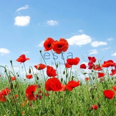 ESTAhome wall mural field of poppies-158008