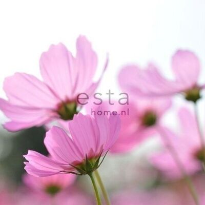 ESTAhome Fototapete Wildblumen-158009